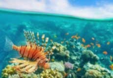 Kızıldeniz Rüyası; Prestij Sharm El Sheikh Ajet İle (2026 Yaz Dönemi)